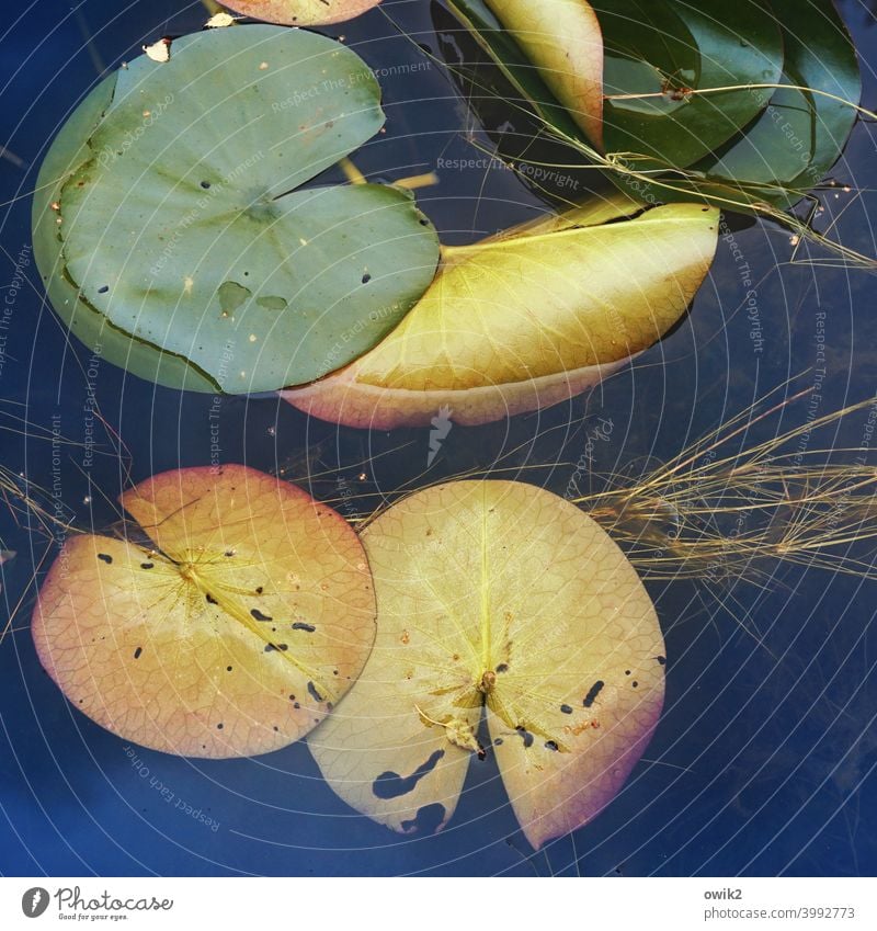 Schnäppchen Wasser Wasseroberfläche Ruhe Idylle Pflanze Seeufer Menschenleer Farbfoto Blätter Lotus Lotos Lotosblätter Wasserpflanze Seerosenblätter Natur