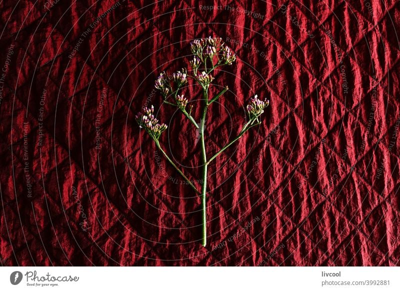 Wildblume auf rötlichem Stoff Hand Blume rötlicher Stoff rot Gewebe geometrische Form Raute Rhombus Diamant trocknen Saison Herbst braun trockene Blume