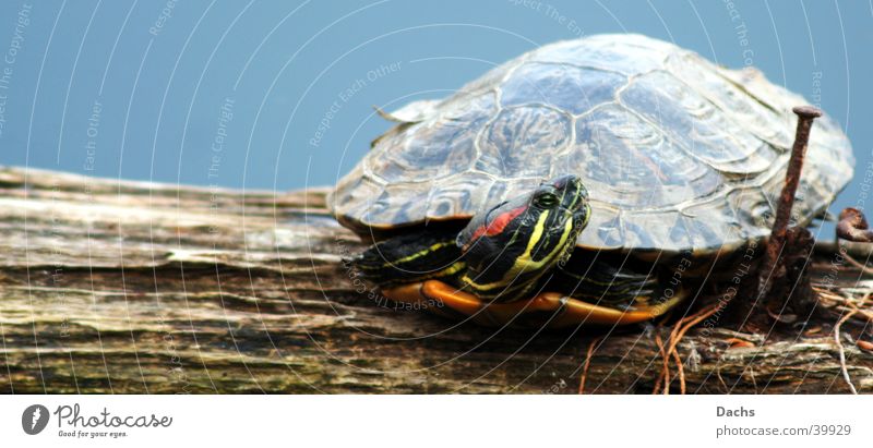 Ami auf Urlaub Schildkröte Sonnenbad ruhen Wasser Hafen Exote