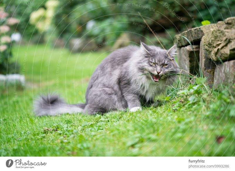 Katze frisst Gras draußen im Garten im Freien Vorder- oder Hinterhof Rasen Kauen Essen Halm lustiges Gesicht grau grün blau gestromt maine coon katze