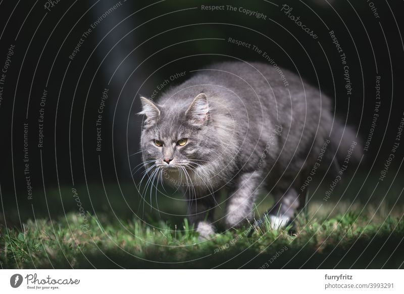 Katze läuft auf Wiese im Sonnenlicht maine coon katze grün Rasen Gras Garten Vorder- oder Hinterhof im Freien laufen sonnig Jagd die sich auf  herumtreiben.