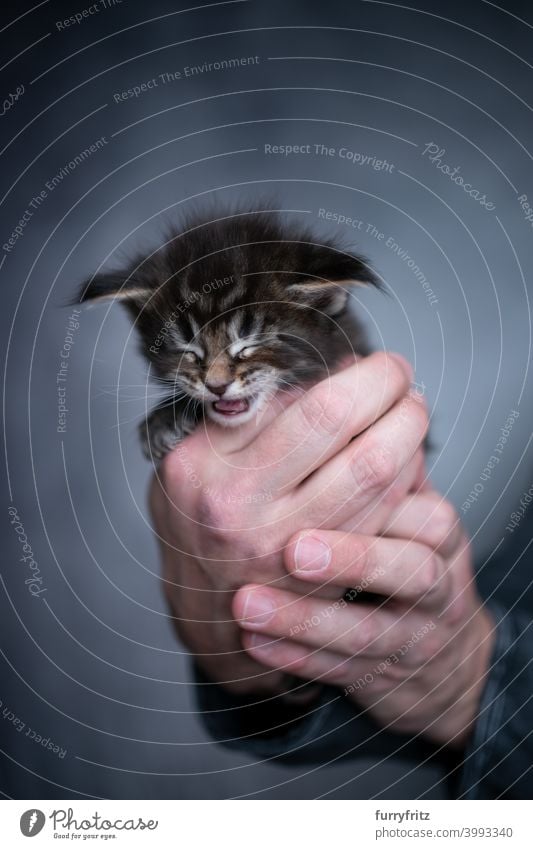 männliche menschliche Hände halten kleines Kätzchen Katze schön winzig niedlich bezaubernd Studioaufnahme fluffig Fell katzenhaft maine coon katze Katzenbaby