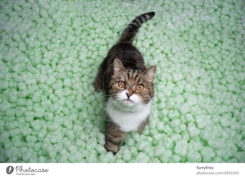 Katze inmitten grüner Bio-Verpackungen Chips Verpackungschips Ökologie umweltfreundlich inmitten von umgebend britische Kurzhaarkatze Tabby weiß neugierig
