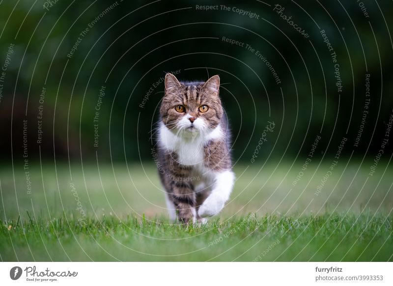 Katze läuft auf dem Rasen auf die Kamera zu laufen in die Kamera schauen Wiese Gras Garten Vorder- oder Hinterhof entschlossen Textfreiraum