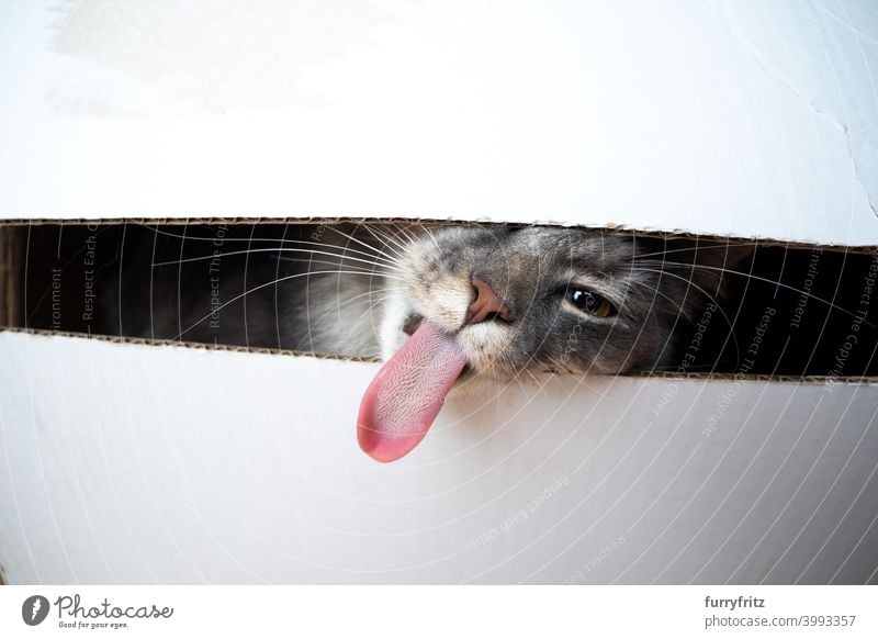 Katze steckt den Kopf durch einen engen Spalt und streckt die Zunge heraus Katzenzunge Papillen lang lustig lustiges Gesicht Lücke Textfreiraum unanständig