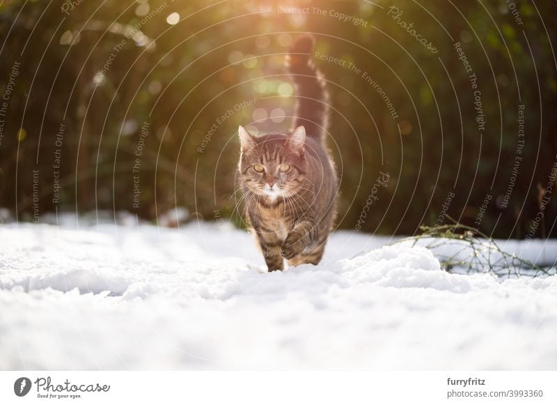 getigerte Katze im Schnee Winter Winterzeit weiß im Freien Garten Vorder- oder Hinterhof Natur laufen Blick Sonnenlicht sonnig Fell katzenhaft
