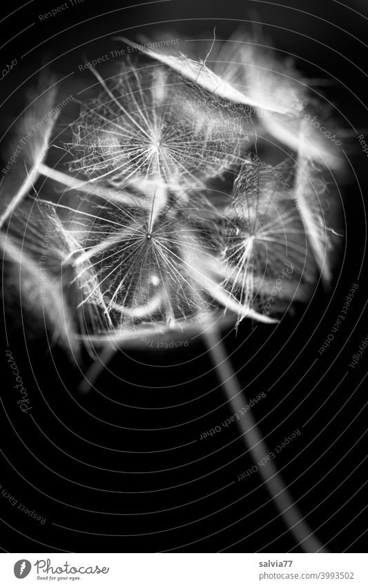 filigrane Schirmchen Pflanze Natur Makroaufnahme Samenstand Blume Blüte Schwarzweißfoto Kontrast schirmchen Menschenleer Schwache Tiefenschärfe fein zart