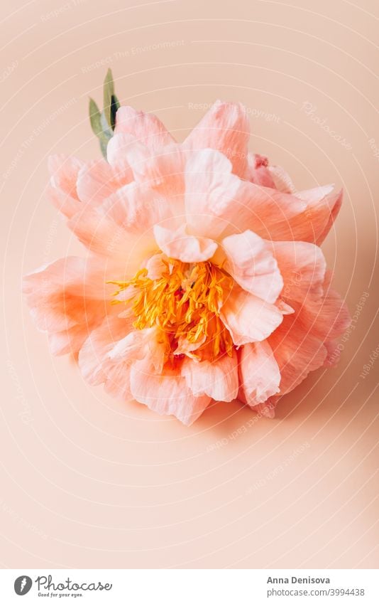 Erstaunlich schöne rosa Pfingstrose auf hellrosa Hintergrund. Card Concept, Kopierplatz für Text Haufen Blume Blumenstrauß Pastell geblümt Blütenblätter Tapete