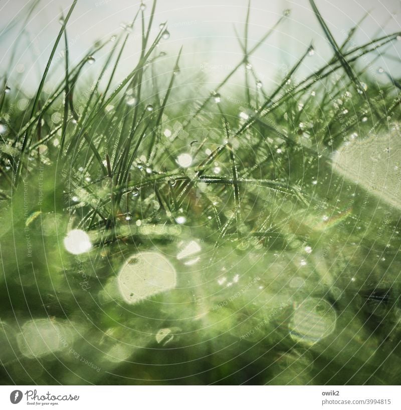 Nasser Teppich Wiese Nahaufnahme flirren Morgenlicht frisch schemenhaft Detail Farbfoto Regen Pflanze Gegenlicht Detailaufnahme Wasser Halm Menschenleer klein
