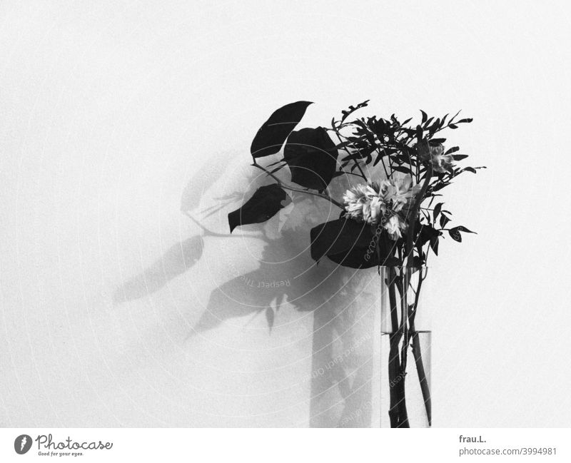 Glasvase mit verblühter Ranunkel Wand Vase Schatten Blätter