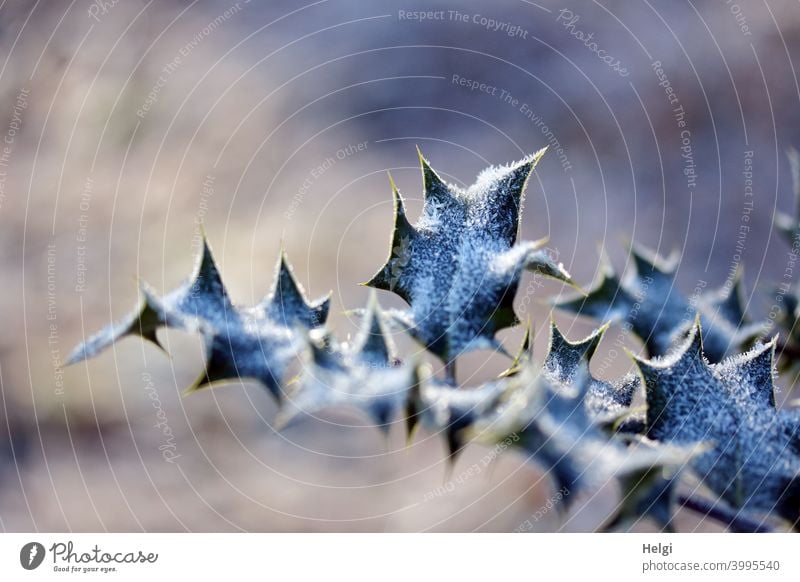 winterlicher Ilexzweig - Blätter der Stechpalme mit Raureif Baum des Jahres 2021 Strauch Zweig Blatt Kälte Frost Eiskristalle Licht Schatten Sonnenlicht Morgen