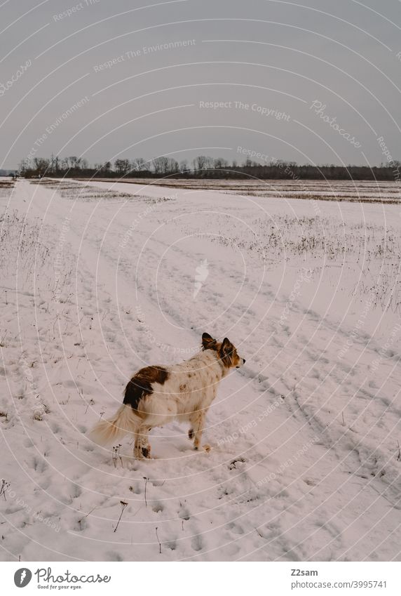 Hund auf der Heide schaut in das Weite winterspaziergang hund haustier blick weitblick Gassigehen schnee winterlandschaft spuren weiß fell klein träumen
