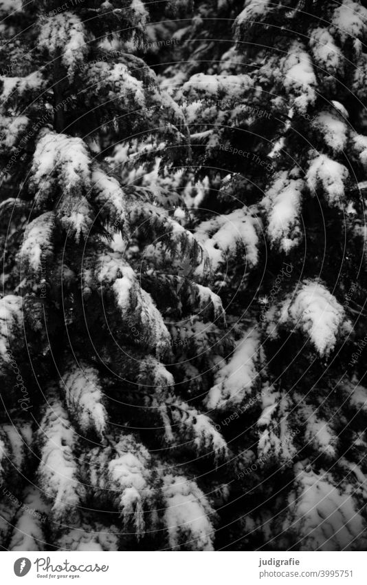 Winter auf dem Hinterhof Schnee Bäume Garten Tanne Konifere Natur kalt Frost Schwarzweißfoto Strukturen gefroren