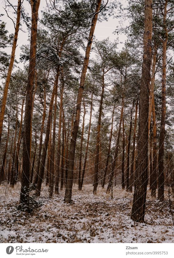 Winterlandschaft winterspaziergang winterlandschaft natur bäume kälte frost einsam ruhe entspannung stimmung Winterstimmung Wintertag wald Winterwald