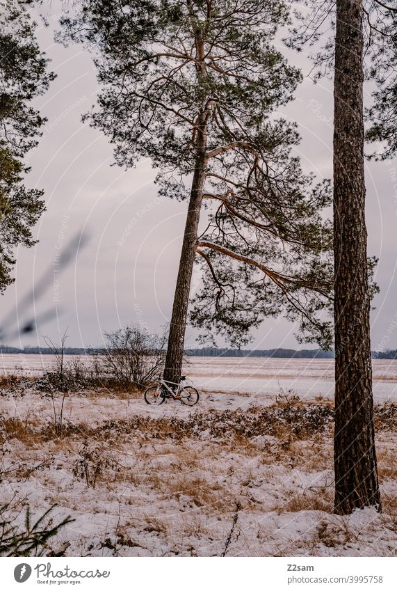 Mountainbike steht angelegt an einem Baum in Winterlandschaft fahrradtour winter mountainbike schnee bäume wald himmel sport ausflug kälte winterlandschaft