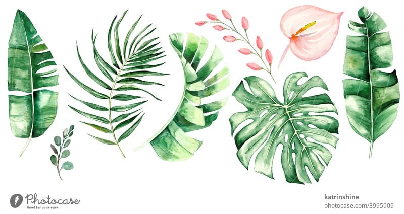 Aquarell tropische Blätter und Blumen Illustration Wasserfarbe Fensterblätter Banane Handfläche Wurmfarn geblümt rosa erröten Zeichnung grün