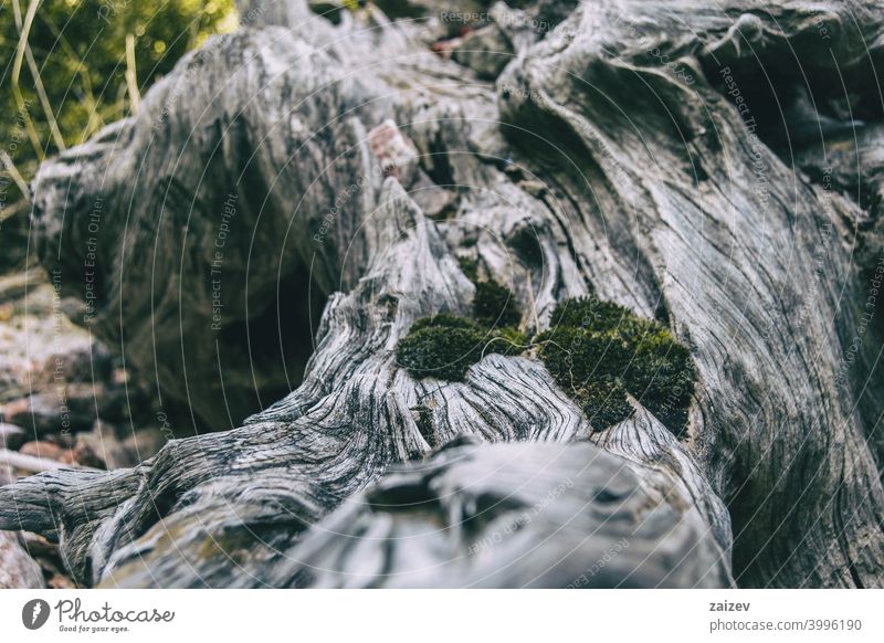 trockener grauer Baumstamm mit vielen Formen und Moos auf der Oberseite Haut Alterung detailliert Hartholz zerkratzen Ruhe Grunge Leben Kortex Erleichterung