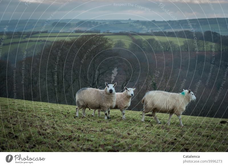 Drei Schafe auf einer Winterweide Jahreszeit Tageslicht Himmel Horizont Nutztiere Tiere Gras Hecke Wiese Bäume Landschaft Natur Wolken Wolle Landwirtschaft