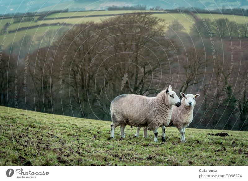 Schafmutter und Tochter auf der Weide, im Hintergrund Bäume und die Hügelige Landschaft. Botanik Natur Pflanze Flora Fauna Tier Nutztier Schafe Herdentiere