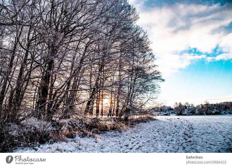 an einem wintertag Sonne Sonnenlicht Schneefall weiß ruhig Umwelt Wiese Feld Wald Winter Himmel Natur frieren Jahreszeiten Märchenhaft Schneelandschaft Farbfoto