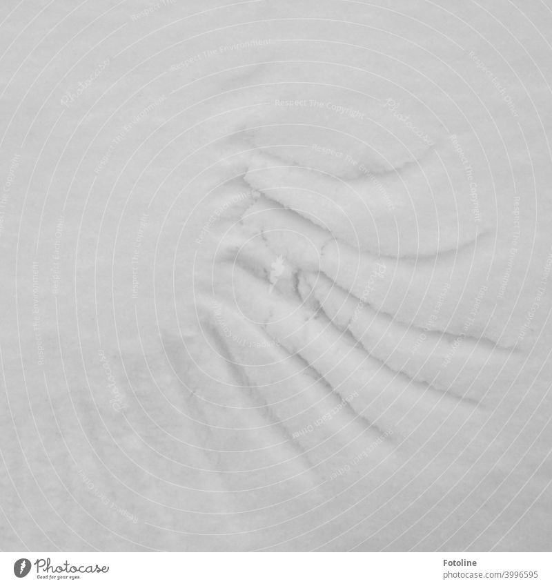 Spuren im Schnee II - Flügelspuren Winter kalt weiß Frost Außenaufnahme Menschenleer Natur Tag Schneespur Fußspur Kontrast Wetter Umwelt Schneedecke Licht