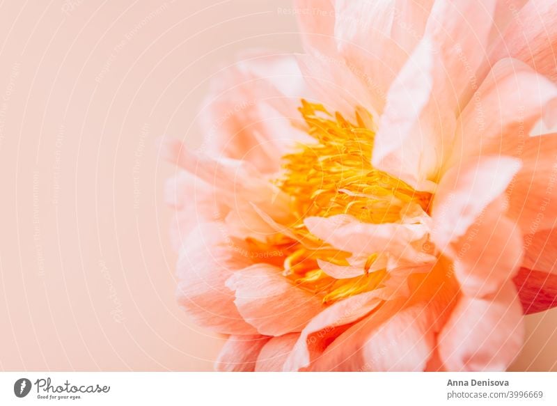 Erstaunlich schöne rosa Pfingstrose auf hellrosa Hintergrund. Card Concept, Kopierplatz für Text Haufen Blume Blumenstrauß Pastell geblümt Blütenblätter Tapete