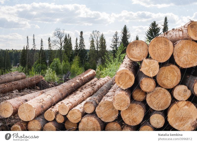 Ein Stapel nummerierter gefällter Nadelbäume liegt auf dem Boden. nadelhaltig Schneiden Lagerhalle Entwaldung Wald Umwelt grün Haufen horizontal Industrie
