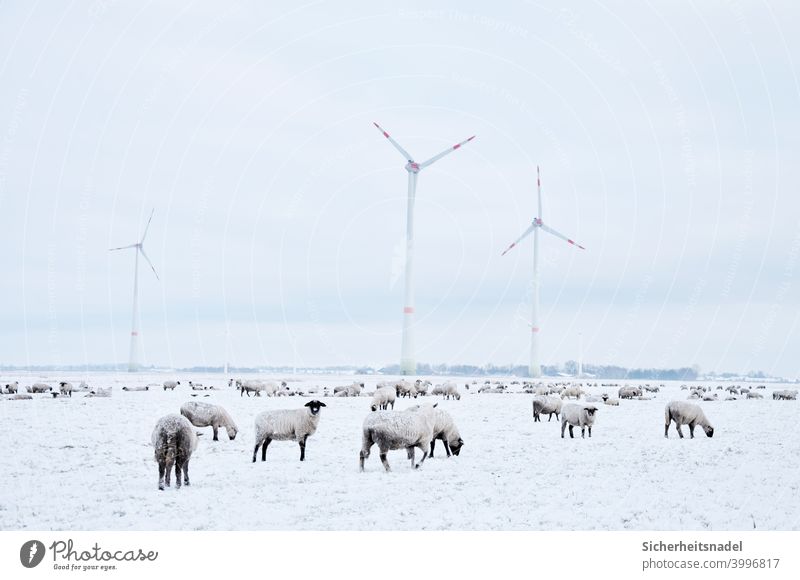 Schafe auf schneebedeckter Wiese Schafherde Tiergruppe Außenaufnahme Herde Nutztier Menschenleer Landschaft Tag windräder Landleben Schnee weiß kalt Weide