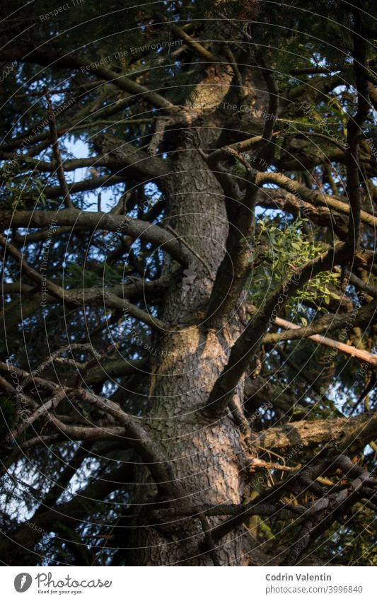 Porträt einer Kiefer mit mehreren Ästen. Sonnenbeschienener Tannenbaum im Wald Ast Nahaufnahme Konifere Umwelt grün Landschaft Blatt Berge u. Gebirge