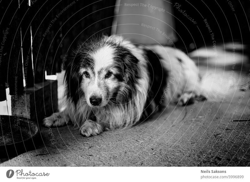 Nahaufnahme von großen gemischten Rasse alten Senior Hund liegend in einem Hof schlafen. Gemischte Rasse Haustier mit großen Augen. Hund Rasse von Mischling.