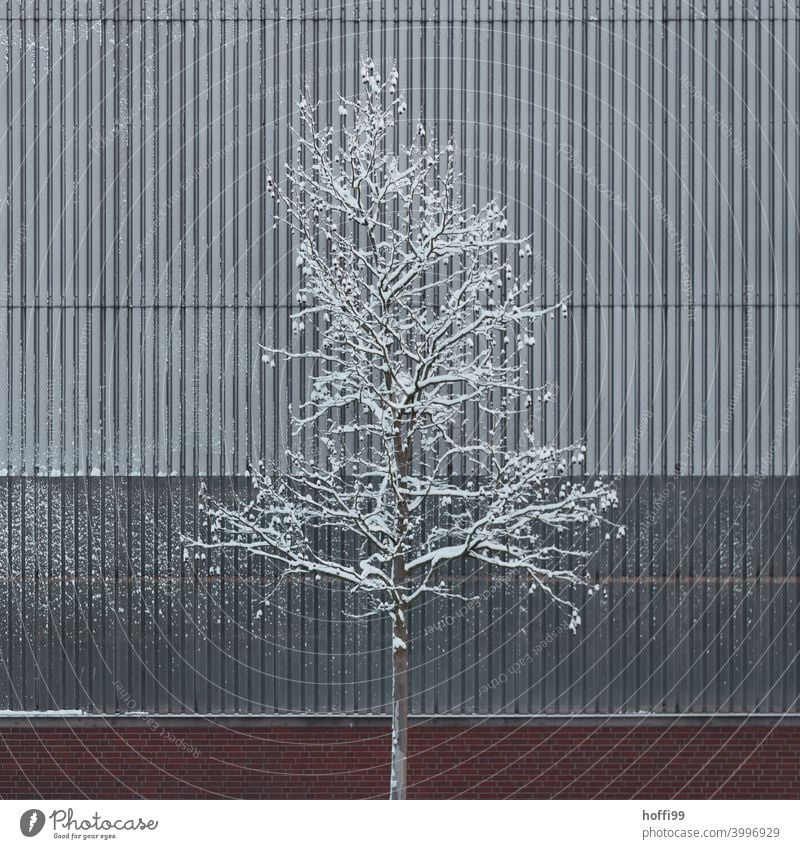 Schneebedeckter Baum vor einer tristen Industriefassade Lagerhalle schneebedeckt schneebedeckter Baum schneebedeckter Ast eis und schnee Winterstimmung