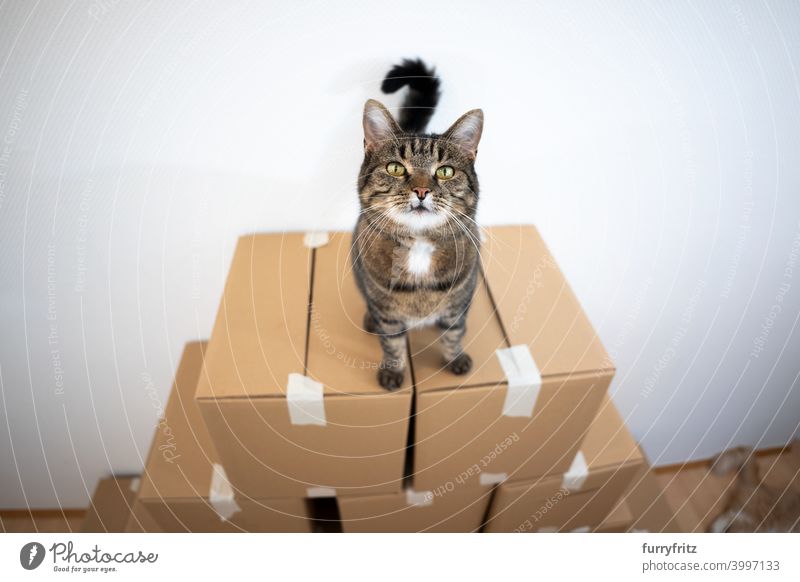 Katze stehend auf gestapelten Kartons Faltschachtel Stapel Sitzen hoch oben neugierig Kasten Tabby Hauskatze im Innenbereich spielerisch