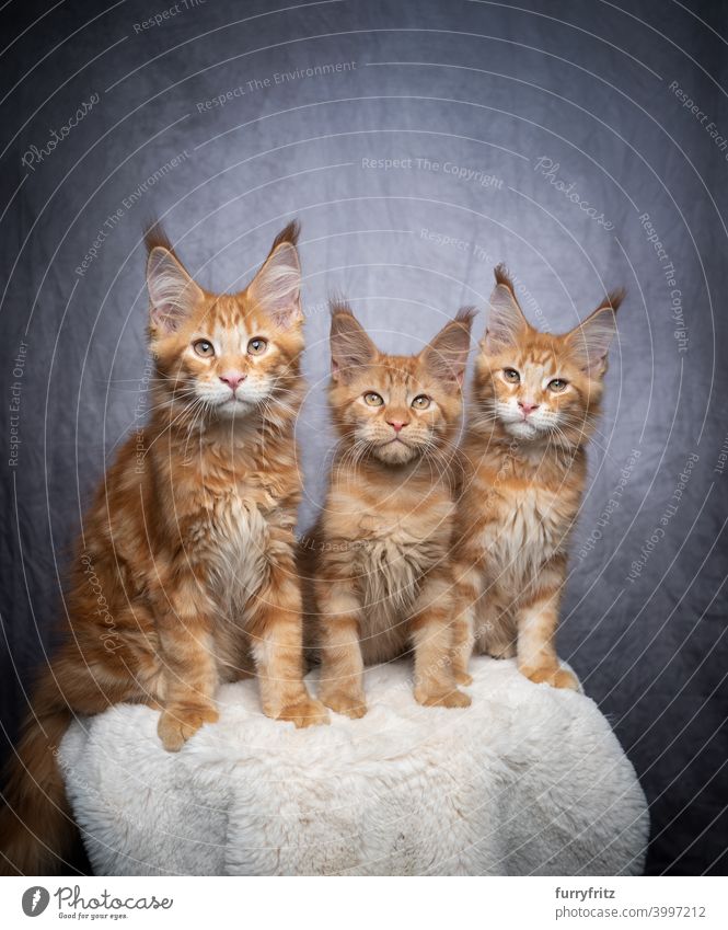 Gruppe von drei Ingwer Maine Coon Kätzchen Seite an Seite Katze maine coon katze Langhaarige Katze Rassekatze Haustiere Katzenbaby fluffig Fell katzenhaft