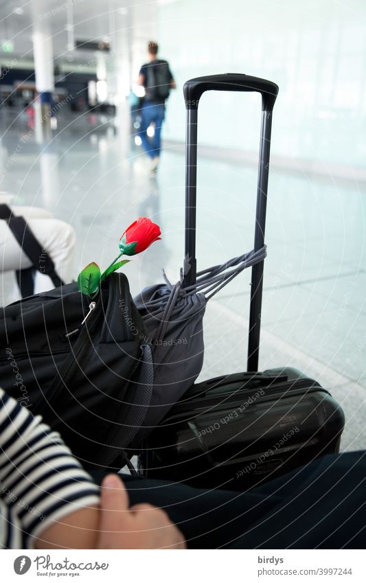 Fernbeziehung . Reisende mit roter Rose im Gepäck im fast leeren Wartebereich eines Flughafens.schwache Tiefenschärfe Abschied Vorfreude rote Rose Flugreisen