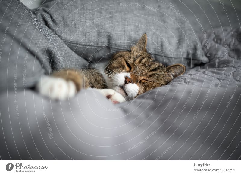 müde Katze schlafend mit Kissen zugedeckt weiß Tabby britische Kurzhaarkatze Rauen bequem gemütlich weich Bett grau Textfreiraum Augen geschlossen bedeckt Decke