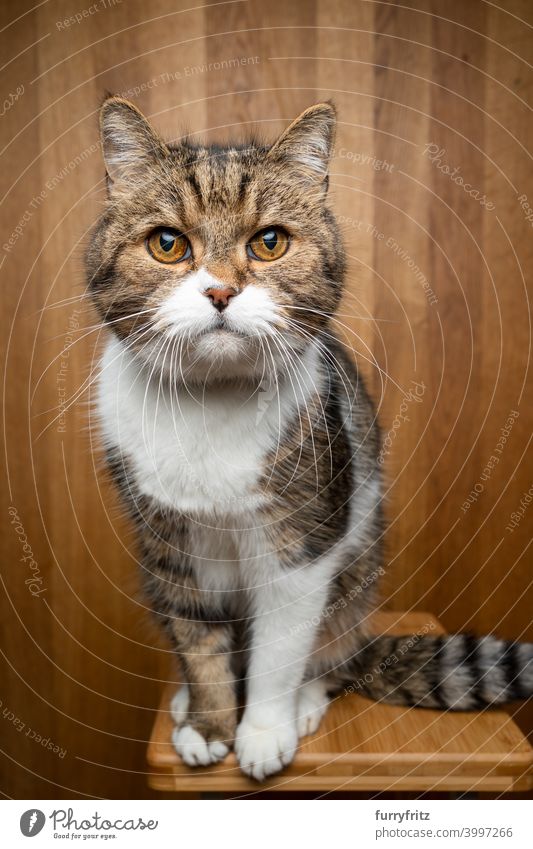 neugierige Katze auf hölzernem Hintergrund Studioaufnahme Porträt Holz Holzhintergrund Ein Tier im Innenbereich Fell katzenhaft weiß Tabby