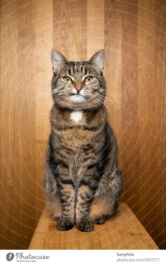 getigerte Katze mit schiefem Mund sitzt auf hölzernem Hintergrund und schaut in die Kamera mit Kopierraum Studioaufnahme Porträt Holz Holzhintergrund Ein Tier
