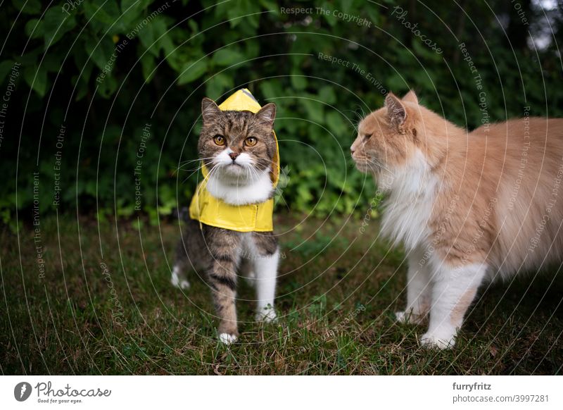 getigerte weiße Katze trägt gelben Regenmantel bei schlechtem Wetter im Freien regnerisch nass schlechtes Wetter tragend Zwei Tiere in die Kamera schauen Stehen