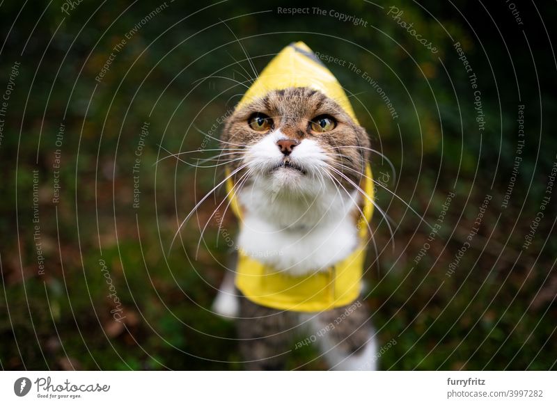 getigerte weiße Katze trägt gelben Regenmantel bei schlechtem Wetter im Freien regnerisch nass schlechtes Wetter tragend Ein Tier mit Kapuze Blick Stehen