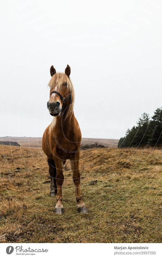 Schöne braune Pferd auf dem Feld in den frühen Morgen Tier Herbst schön Schönheit züchten Kastanie wolkig Landschaft Morgendämmerung heimisch Europa Bauernhof