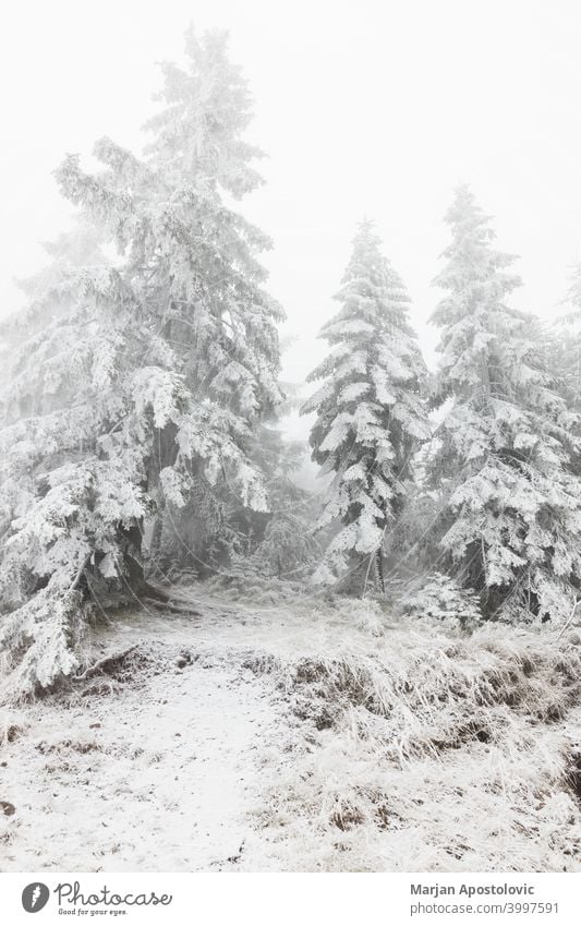 Verschneite Tannenbäume in den Bergen Abenteuer Hintergrund schön Cloud wolkig kalt bedeckt Umwelt Immergrün Nebel neblig Wald Frost gefroren Dunst Landschaft
