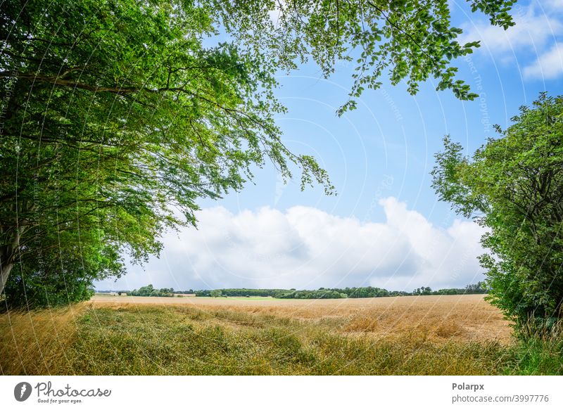 Ländliche Landschaft mit frischen Strohfeldern ruhig Dänemark Laubwerk Skandinavien Wetter farbenfroh Ökologie Ackerbau Ernte Heu Grasland Wolkenlandschaft