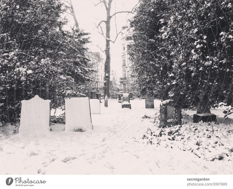 Friedlicher Friedhof der frierenden _________ Schnee Schneefall Schneelandschaft Schneespur schneebedeckt Winter kalt Außenaufnahme Natur weiß Menschenleer