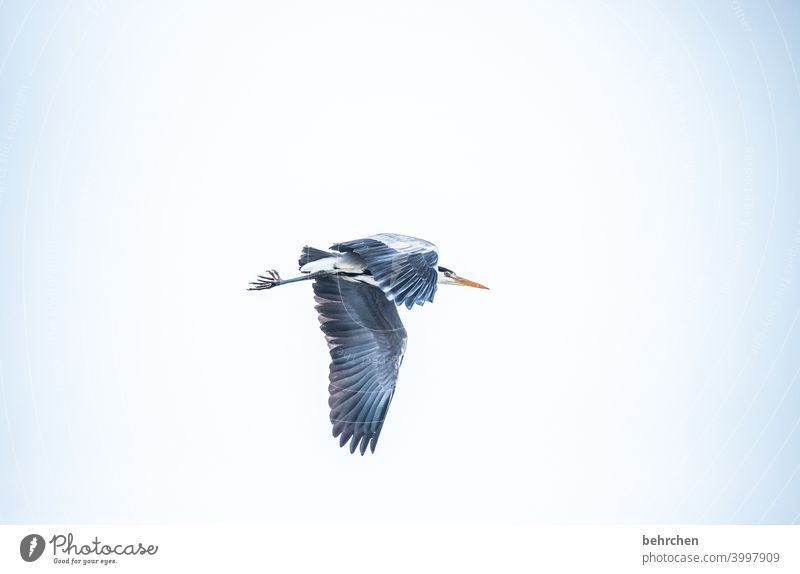 heute gibts doch fisch, ha! Tierschutz beeindruckend besonders frei Freiheit fliegen auf der Lauer beobachten Reiher Graureiher Fischreiher Vogel Federn Natur