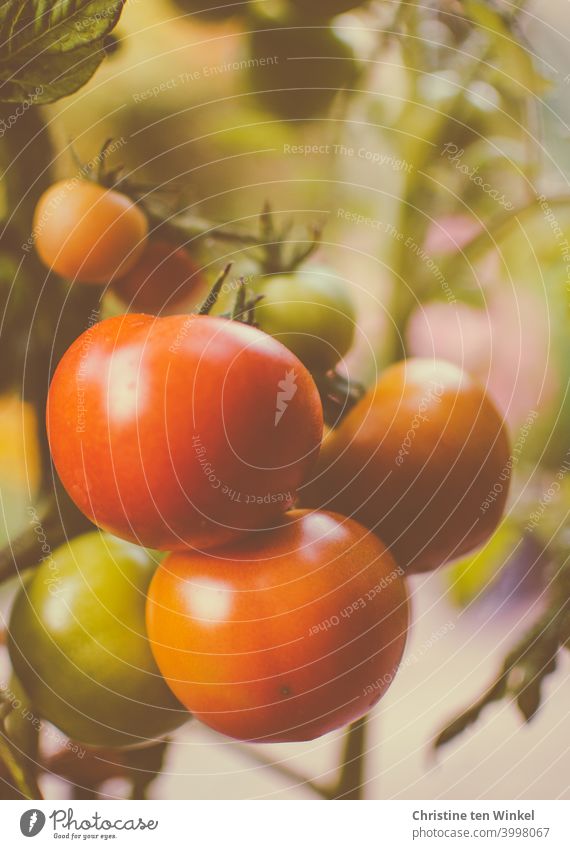 Die eigenen Tomaten sind fast reif Tomatenpflanze gemüse Lebensmittel gesund lecker rot eigener Anbau Vegetarische Ernährung Gesunde Ernährung Gemüse frisch