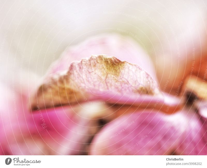 Rosa Blüte Makroaufnahme Blütenblatt Blume Pflanze Natur Detailaufnahme Farbfoto Schwache Tiefenschärfe rosa Herbst morbid