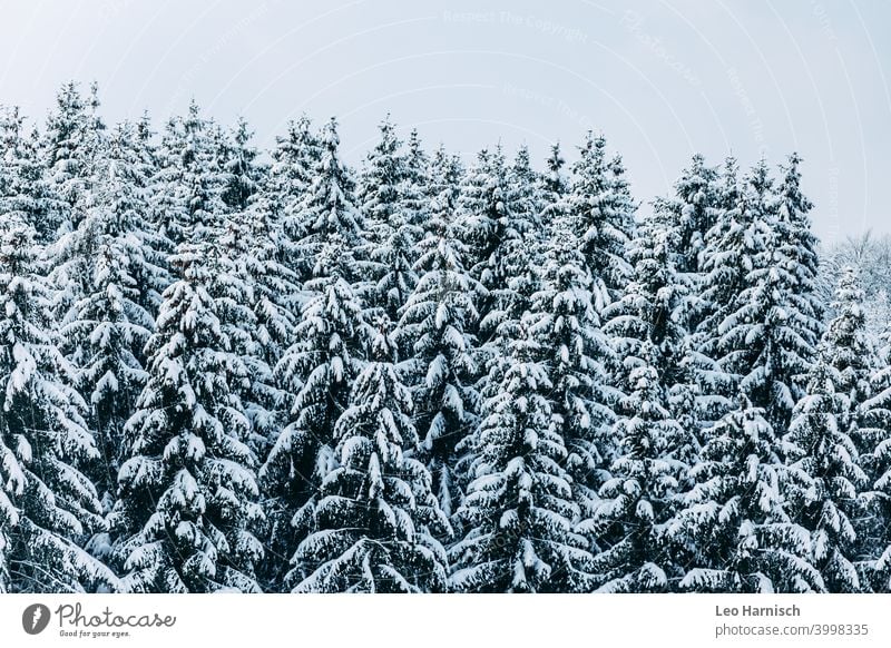 Winterlicher Nadelwald Schnee Bäume Dezember Januar kalt Frost Natur Eis Wetter frieren weiß Baum Landschaft Umwelt Winterwald Wald Kälte Winterlicht