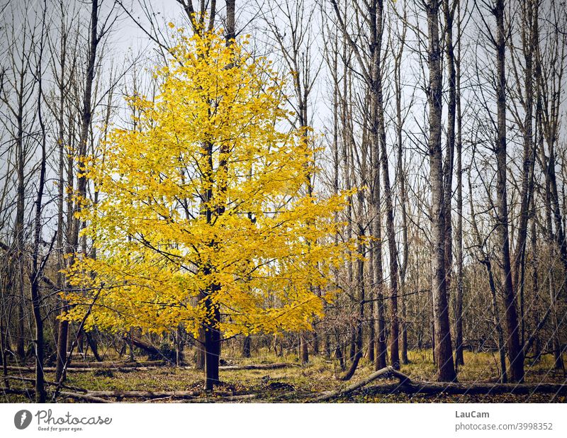 Gelber Baum im Herbst gelb Wald Natur Landschaft Farbe malerisch friedlich
