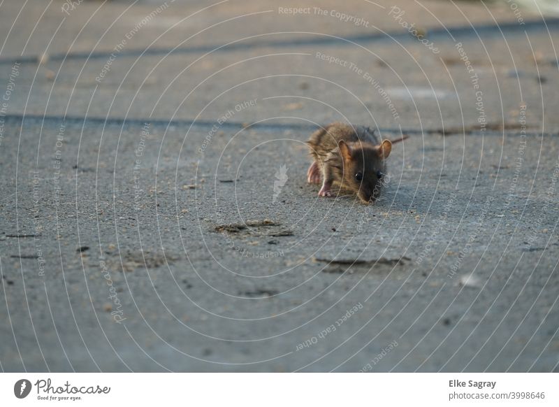Mäuschen auf Futtersuche... Tier Säugetier Menschenleer Nagetiere Fell Wildtier Eichhörnchen braun Außenaufnahme