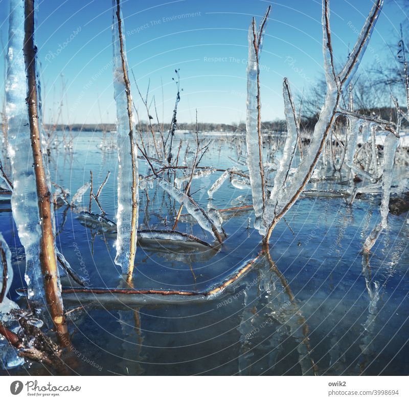 Am gläsernen Meer Pflanze Wildpflanze Frost Eis gefroren nah kalt Zweig Umwelt Winter Farbfoto Eiskristall Strukturen & Formen Detailaufnahme Außenaufnahme
